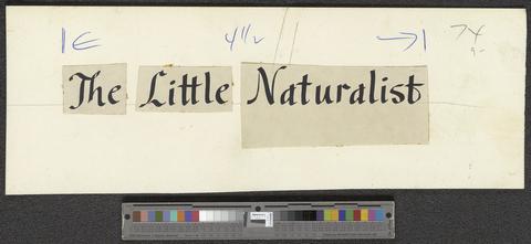 The Little Naturalist, circa 1959 [b008] [f004] [005a] show page link